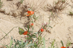 Sphaeralcea grossulariifolia