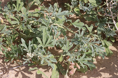 Sphaeralcea grossulariifolia