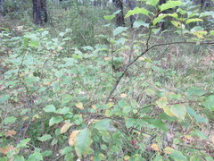 Salix pyrolifolia