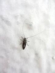 Longivalvus nubilus