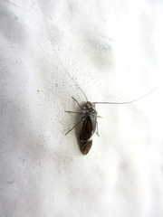 Longivalvus nubilus