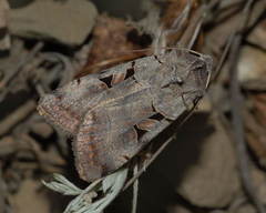 Eugnorisma chaldaica