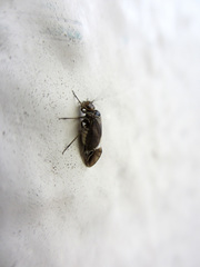 Longivalvus nubilus