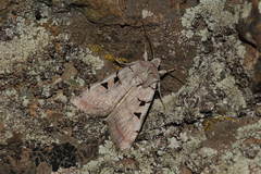 Eugnorisma chaldaica