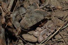 Eugnorisma insignata