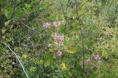 Lespedezinae