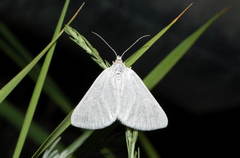 Lithostege farinata