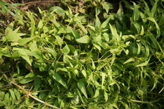Rubia cordifolia