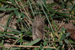 Mesogona oxalina