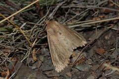 Nonagria typhae