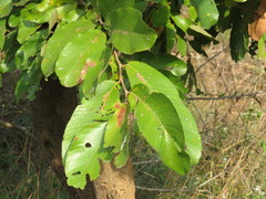 Bridelia retusa