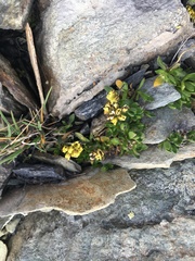 Draba macounii