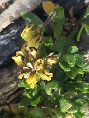 Draba macounii