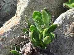 Draba macounii