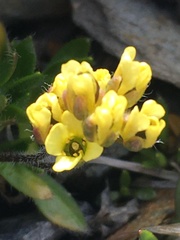 Draba macounii