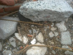 Helicops infrataeniatus