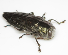 Chrysobothris pseudacutipennis