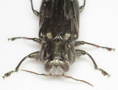 Chrysobothris pseudacutipennis