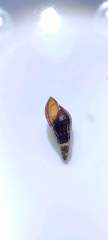 Thiaridae