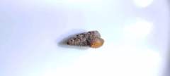 Thiaridae