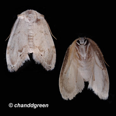 Niphopyralis