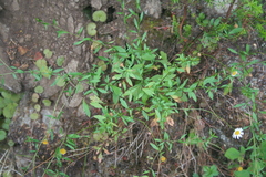 Erigeron karvinskianus image