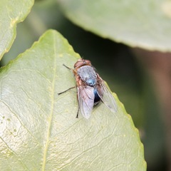 Calliphora dubia