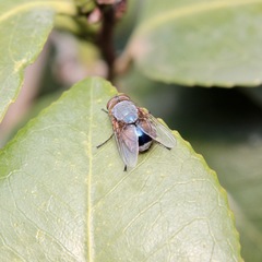 Calliphora dubia
