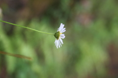 Erigeron karvinskianus image