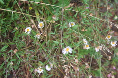 Erigeron karvinskianus image