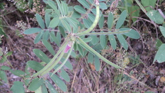 Tephrosia cinerea