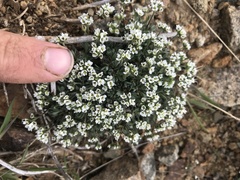 Draba nivalis