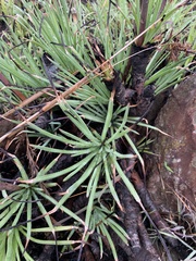 Aloe chortolirioides