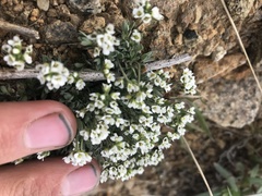 Draba nivalis
