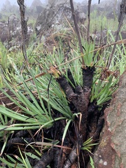 Aloe chortolirioides