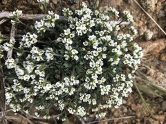 Draba nivalis