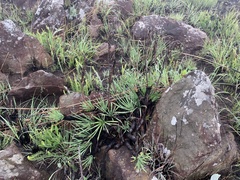 Aloe chortolirioides