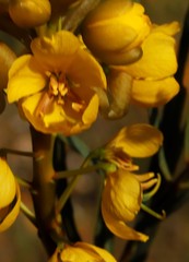 Senna pleurocarpa angustifolia