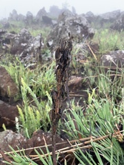 Aloe chortolirioides