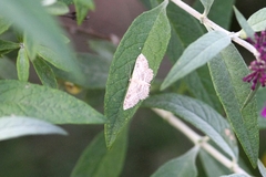 Cyclophora nanaria