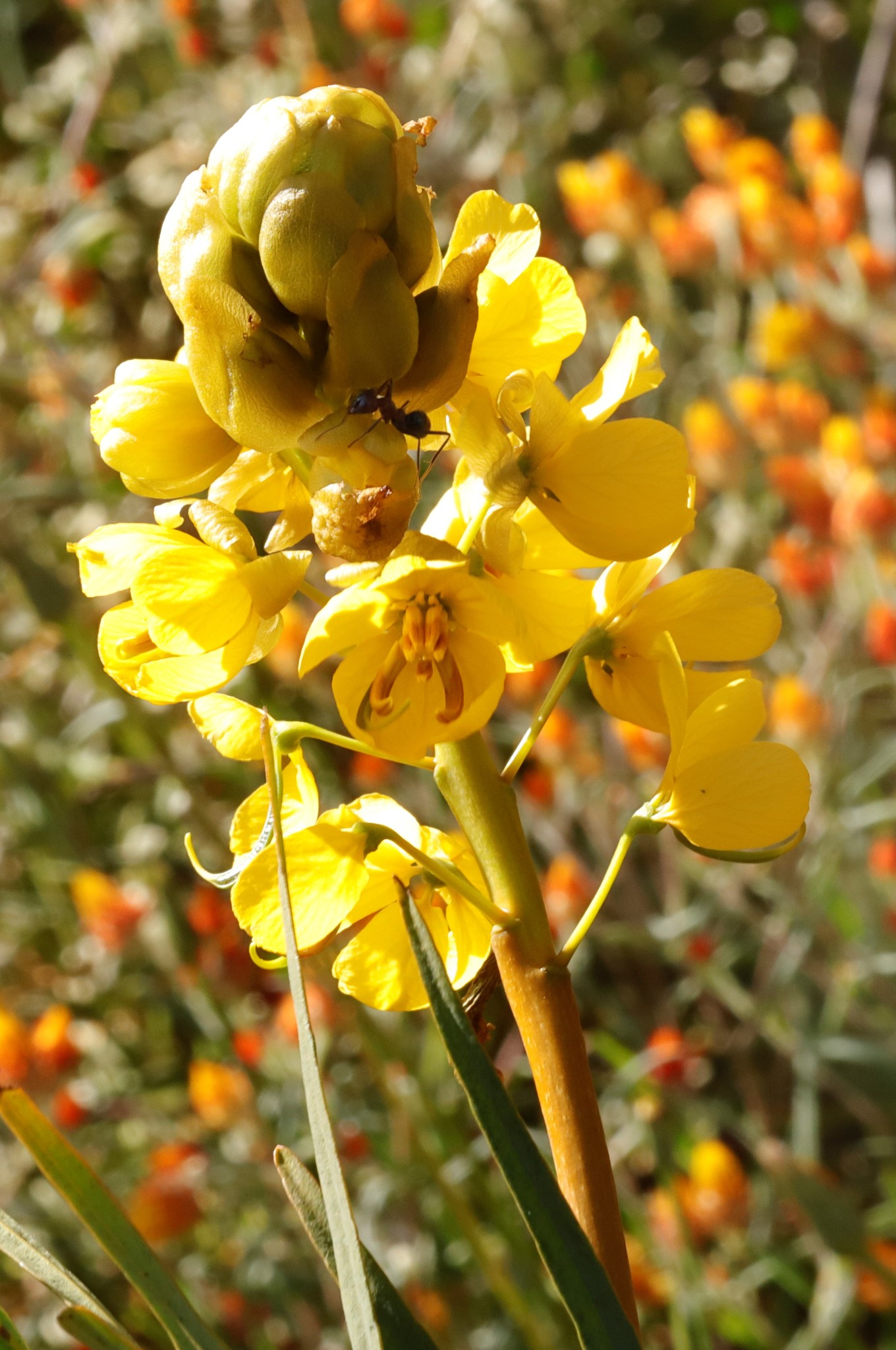 Senna pleurocarpa