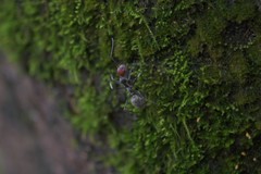 Camponotus singularis