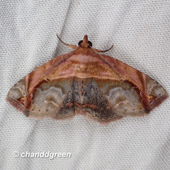 Eugnathia pulcherrima