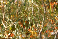 Senna pleurocarpa angustifolia