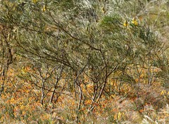 Senna pleurocarpa angustifolia