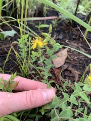 Hypericum aethiopicum