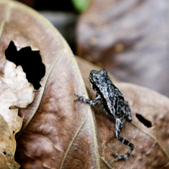 Incilius coniferus