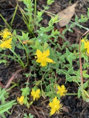 Hypericum aethiopicum