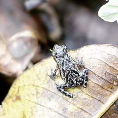 Incilius coniferus