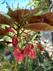 Begonia lucerna